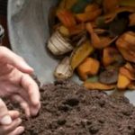 How to Plant a Tree in Clay Soil