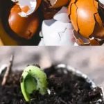 How to Plant Tomatoes – Sprouting Seeds