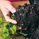 How to Plant Tomatoes – Sprouting Seeds