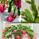 5 Amazing Plants to Naturally Keep Bugs Out of Your Home