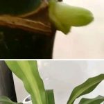 How to Boost Growth in Peace Lilies (Spathiphyllum) for Healthier Blooms